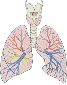 469px-Lungs_diagram_detailed.svg